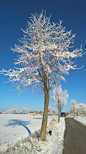 зимни, сняг, слънце, дървета, синьо небе, скреж, зимни