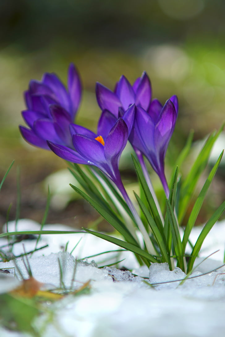 krokas, gėlės, sniego, žiedų, žydėti, violetinė, pavasarį