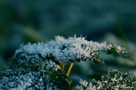 frost, leaf, nature, cold, frozen, winter, ice