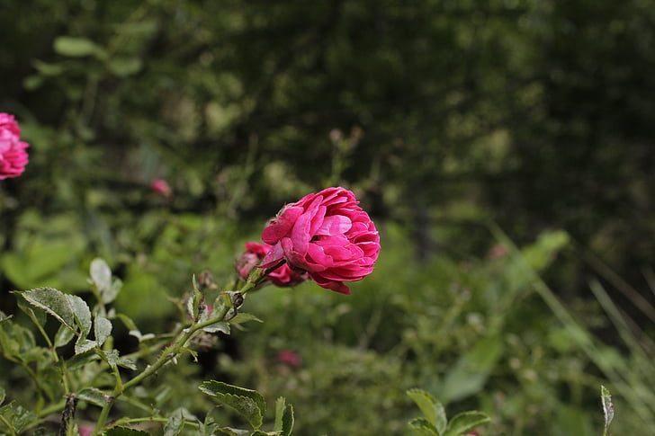 bunga, merah muda, tanaman, Taman, alam, Blossom, musim panas
