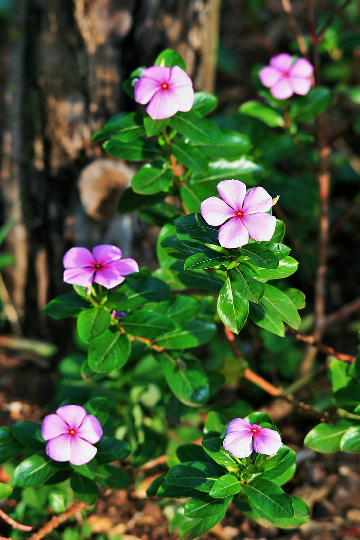 flowers, garden, Pink, Periwinkle, Flower, Plant, pink color