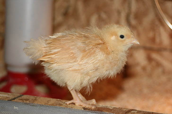 chick, chicken, bird, livestock, poultry, animal, chicken farm
