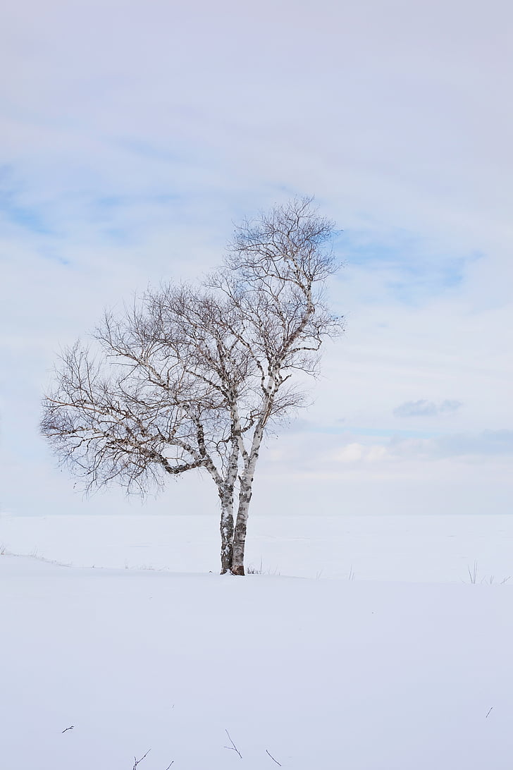 дърво, зимни, самотни, един, пейзаж, сам, студено