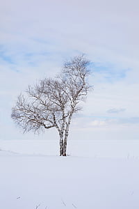 drzewo, zimowe, samotny, jeden, krajobraz, sam, zimno