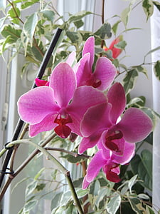 blommor, Orchid, krupnyj plan, vacker blomma, blomma, växter, Bloom