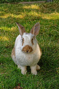 กระต่าย, ทุ่งหญ้า, กระต่าย, หญ้า, เลี้ยงลูกด้วยนม, สัตว์, ธรรมชาติ