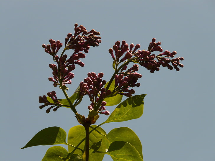 lilac, common lilac, ornamental shrub, bush, plant, back light, violet