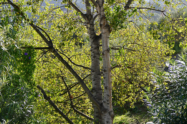 nature, forest, autumn, trees, landscape