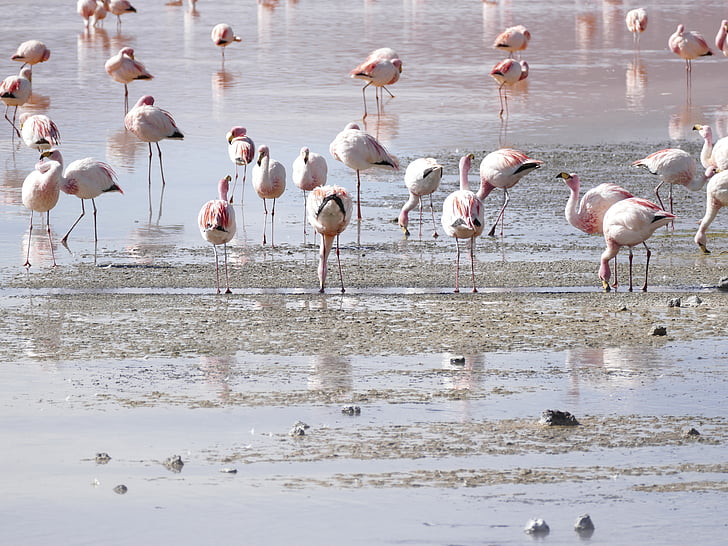 flamingos, lagoon, bolivia, flamingo, animals in the wild, large group of animals, animal wildlife