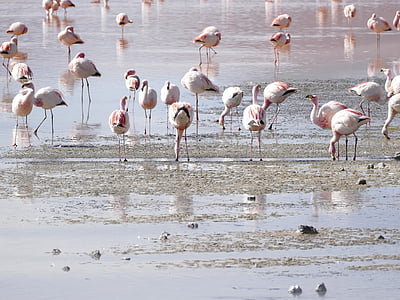 Flamingos, Lagoon, Bolivia, Hồng hạc, động vật hoang dã, nhóm lớn của động vật, động vật hoang dã