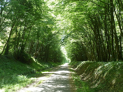 trees on road, path, dappled light, countryside, pathway, perspective, nature