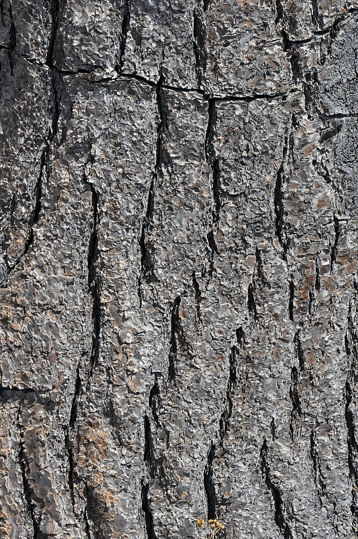 strom, textura, dřevo