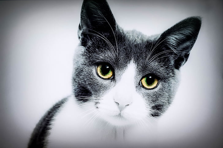katten, gule øyne, innenlandske, kjæledyr, dyr, grå