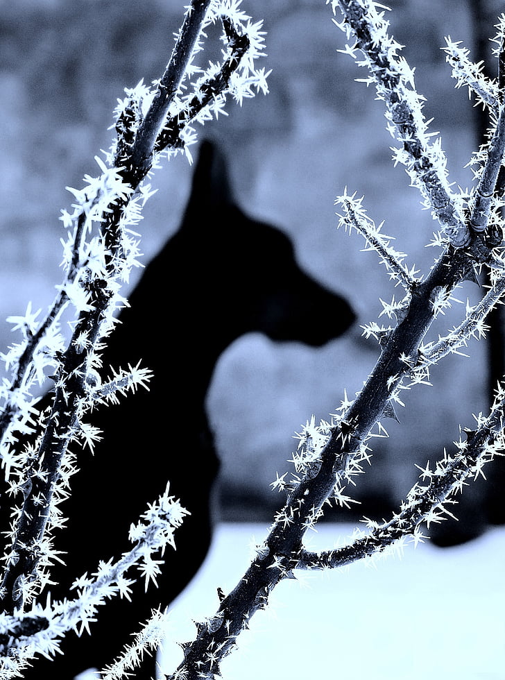 pes, Doberman, sneg, sence, pozimi