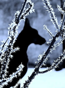 dog, doberman, snow, shadow, winter