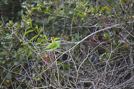 Abelharuco-de-verde, pássaro, Merops orientalis, pouco verde Abelharuco, natureza, animal, Martim-pescador