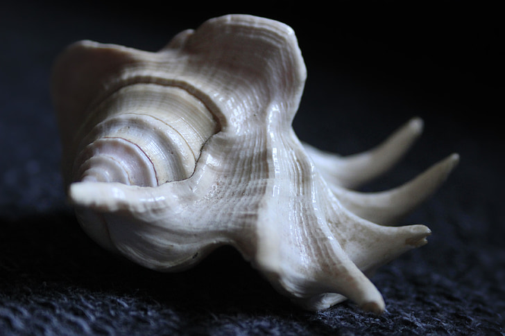 Seashell, Shell, animale, a spirale
