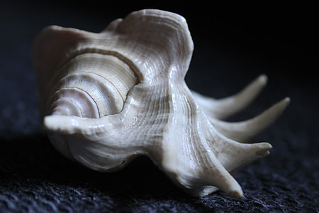 Seashell, Shell, djur, spiral