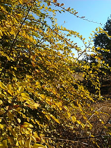 podzim, žlutá, Jidáš strom