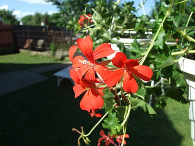 Geranium, bloem, rode bloem, Tuin, plant, macro