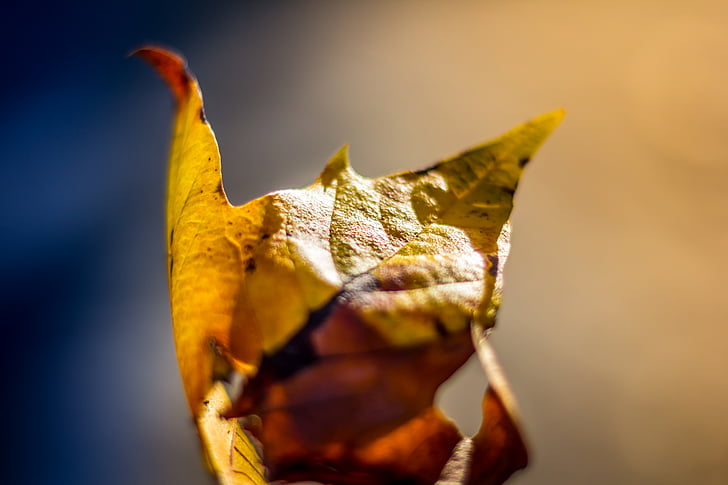 selective, focus, photographyt, maple, leaf, fall, autumn