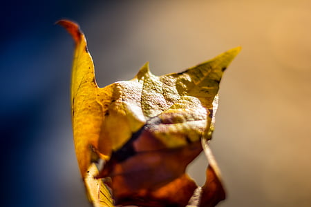 selectiva, enfoque, photographyt, Arce, hoja, caída, otoño
