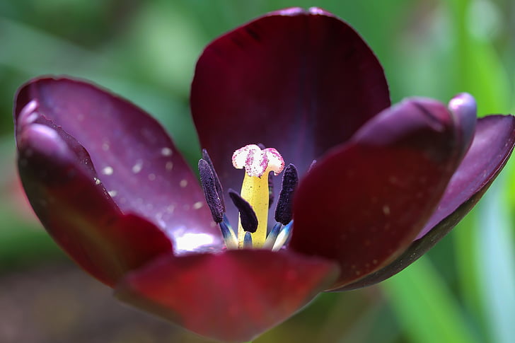 black tulip, open tulip, pistil, orchids that produce pollinia, flower, plant, nature