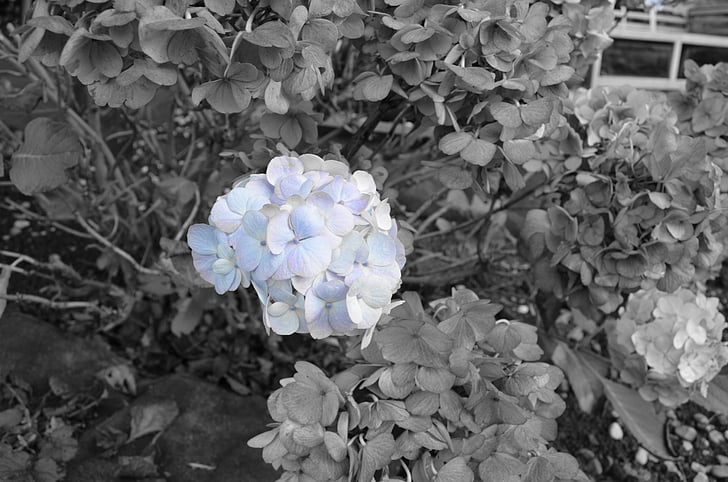 last, blue, flowers, nature, seasons, background, macro