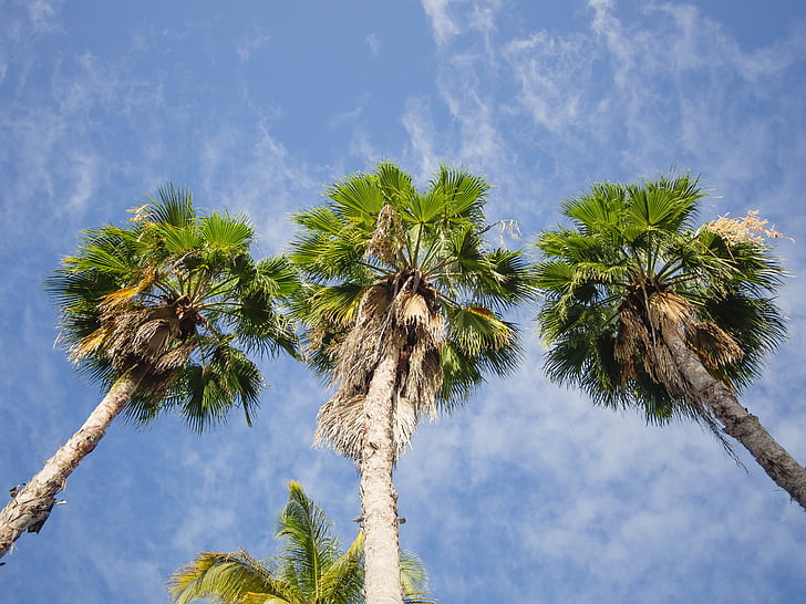 Palm, ağaçlar, gökyüzü, tropikal, Yaz, doğa, sıcak