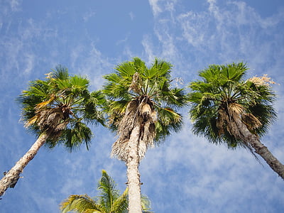 palm, trees, sky, tropical, summer, nature, warm