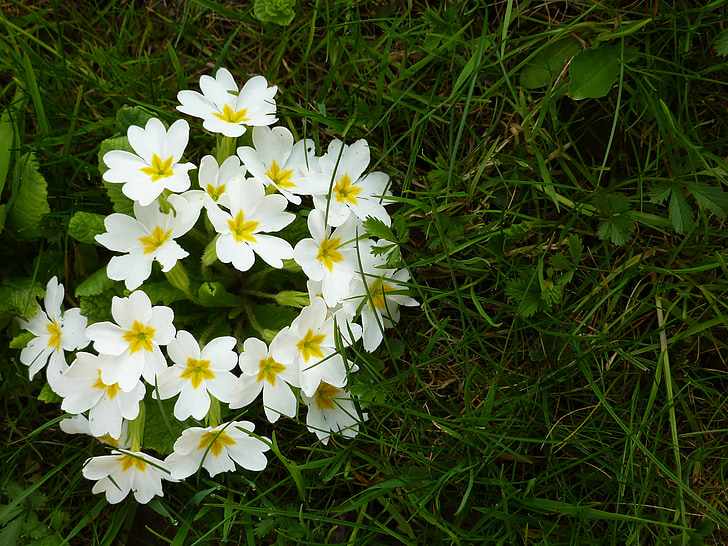 fiori, fiore selvaggio, natura, bianco
