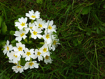 Hoa, Wild flower, Thiên nhiên, trắng