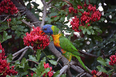 rainbow lorikeet, colorful, bird, birds, blue, yellow, green
