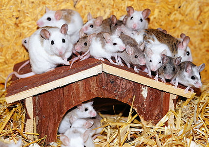 Mastomys, myszy, Strona główna, drewno, dachu, ciekaw, słodkie