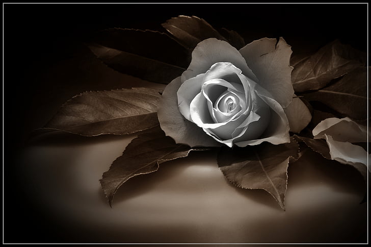 Roosi pildi, Roosi seepia, ilus roos
