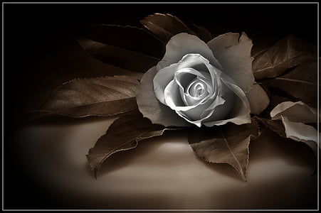 Rose Bild, Rose sepia, schöne rose