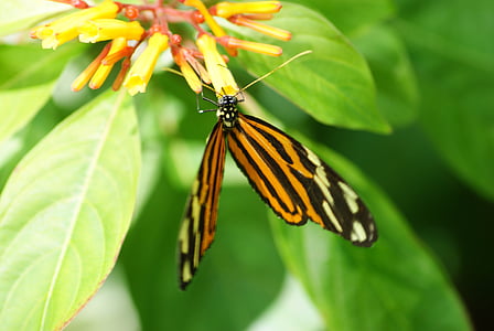 borboleta, fundo verde, Museu de borboleta, meio ambiente, verde, fundo de borboleta, jardim