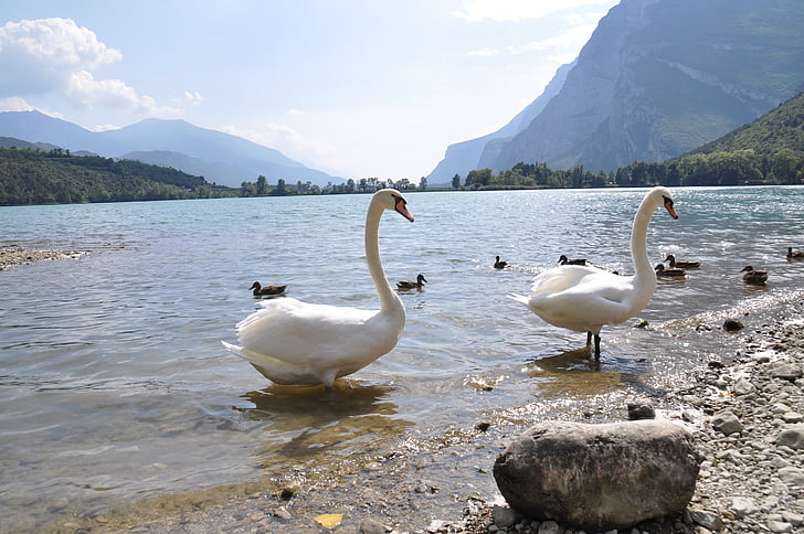 Lake, Swan, fuglen, natur, Riva, våren, vann