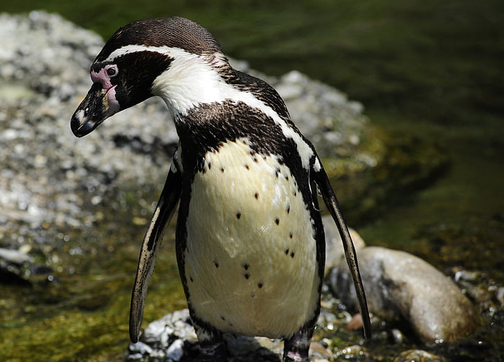 Pingüino de, Pingüino de Humboldt, pájaro, pájaro del agua, nadar, agua, sphensus humboldt