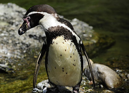 ペンギン, フンボルト ペンギン, 鳥, 水鳥, 泳ぐ, 水, sphensus フンボルト