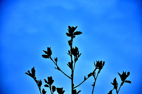 silhouette, peinture, plante, plantes, nature, bleu, Sky