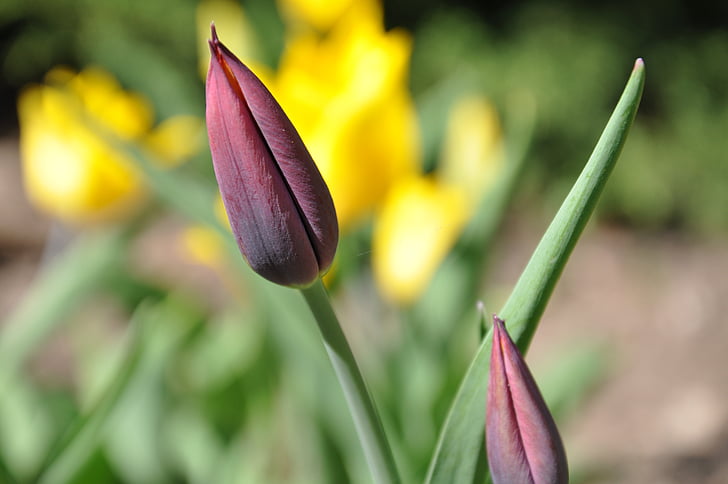 Tulipan, żółty, fioletowy, kwiat, kwiatowy, kwiat, Płatek