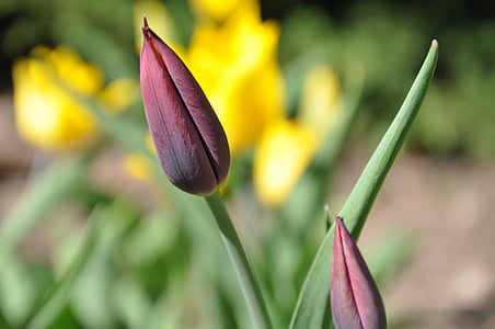 Tulipa, amarelo, roxo, flor, floral, flor, pétala