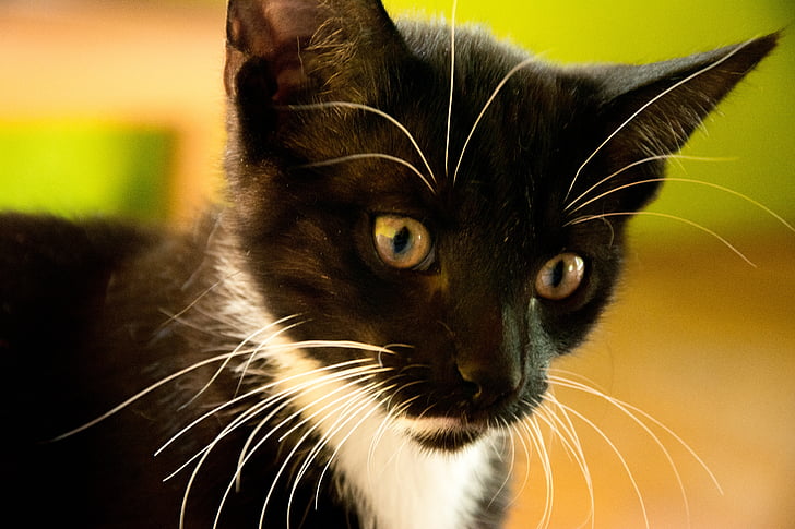 แมว, ลูกแมว, ทอมแคทขนาด, แมวดำ, แมว, สีดำ, คิตตี้น้อย