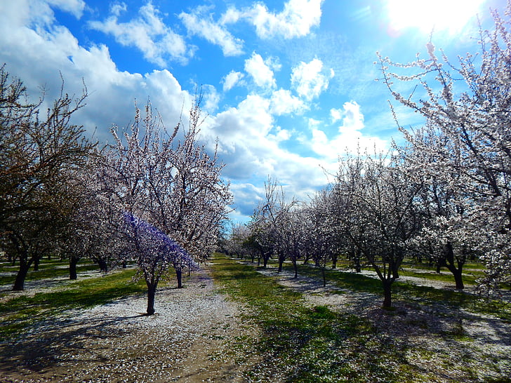 almonds, beautiful, ha, blossom, spring, blooming, tree