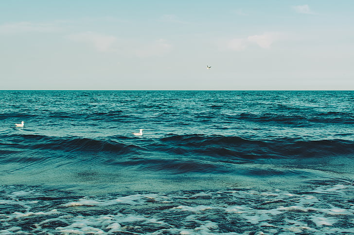 two, white, birds, blue, sea, ocean, waves