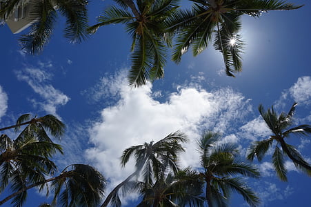 Пальма, деревья, небо, Пальмовые деревья, Дерево пальмы, тропический, Лето