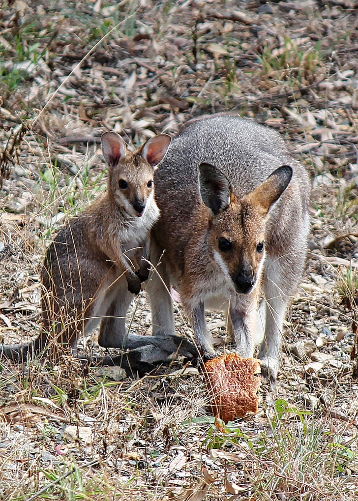 Kangaroo, Joey, vauva, Wallaby, Australia, pussieläin, eläinten