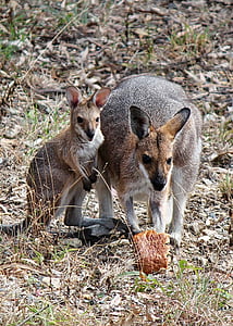 kangoeroe, Joey, baby, Irmawallabie, Australië, buideldier, dier