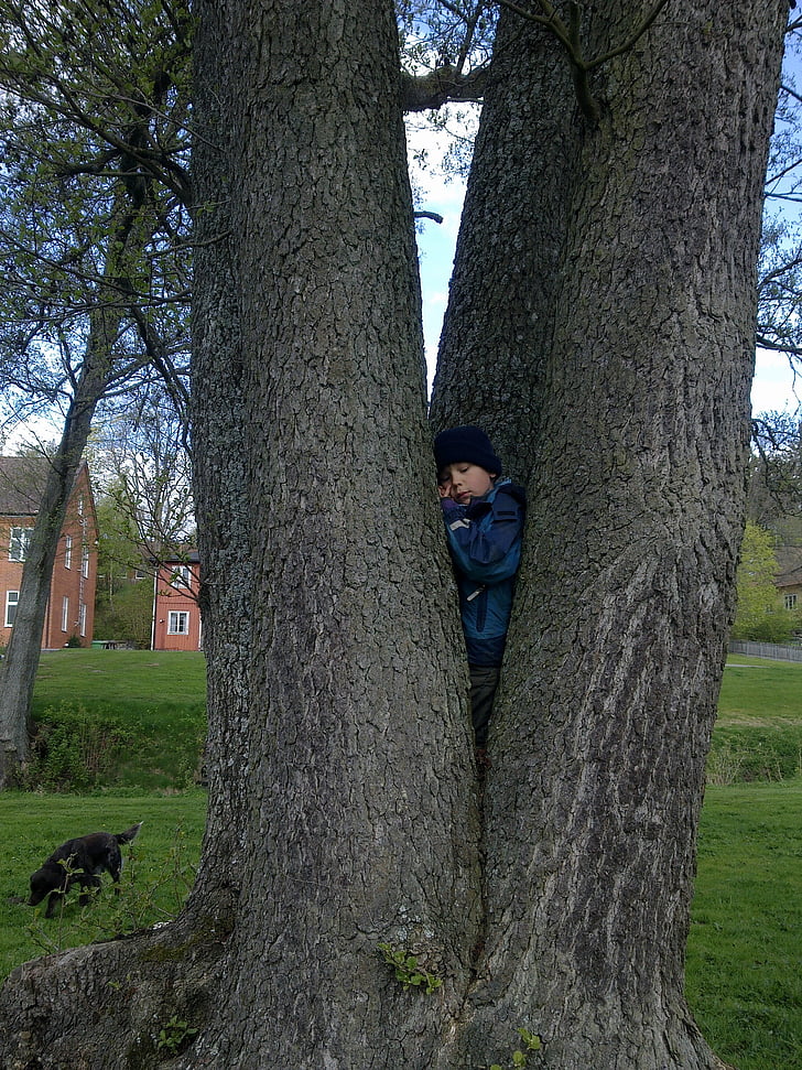 Pojke, klättrar, träd, sommar, Sverige, Skåne, Park